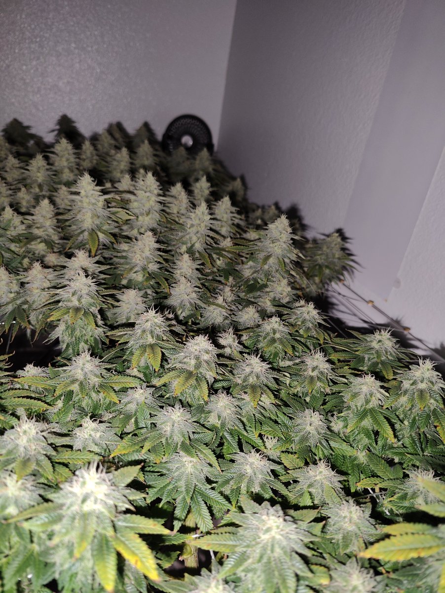 How to SCROG Autoflowers (thread) Many growers confuse the Screen of Green (SCROG) method with Sea of Green (SOG), but they are quite different. SCROG utilizes a screen to guide plant growth horizontally, optimizing light exposure for better yields. While using SCROG for