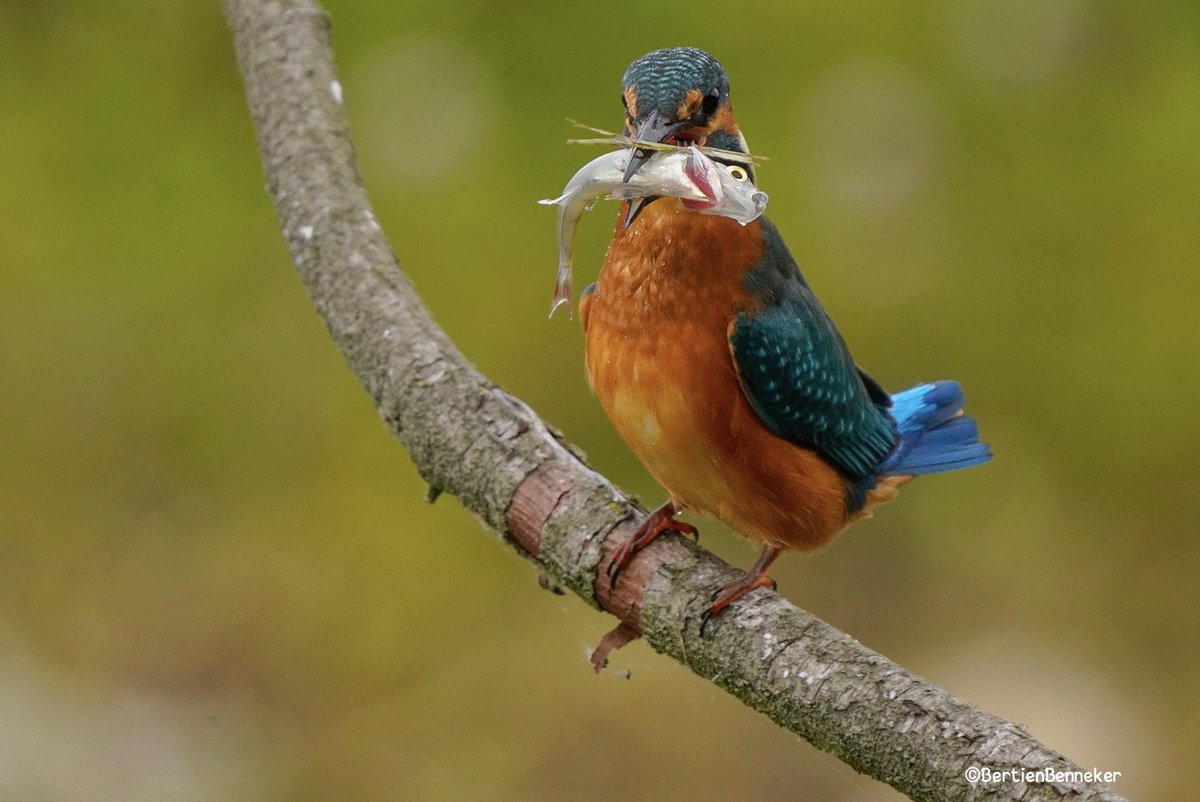 En nu 1 met vis 😊 #ijsvogel #kingfisher #Losser #birdsphotography