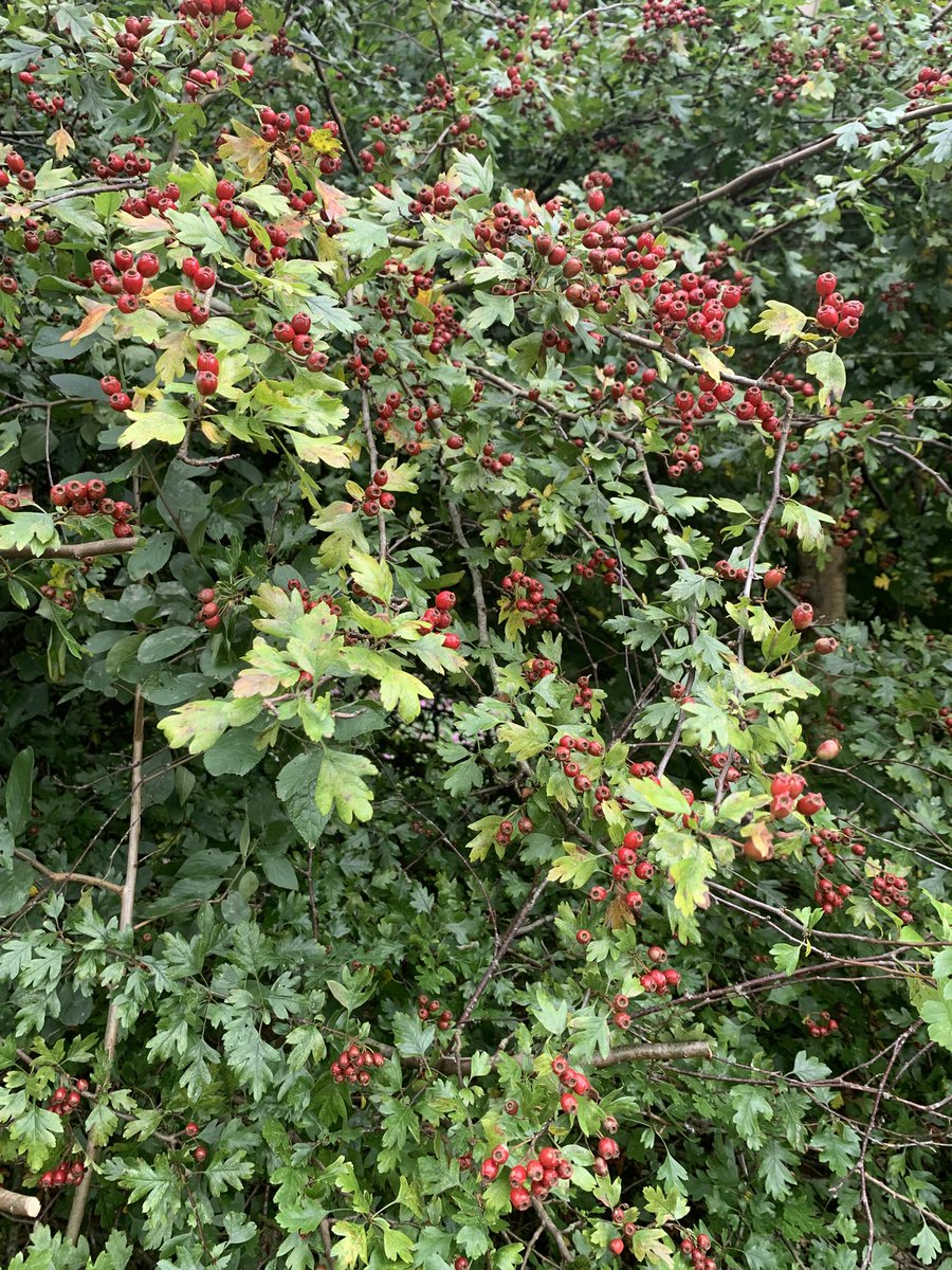 Tony Cottam tweet media