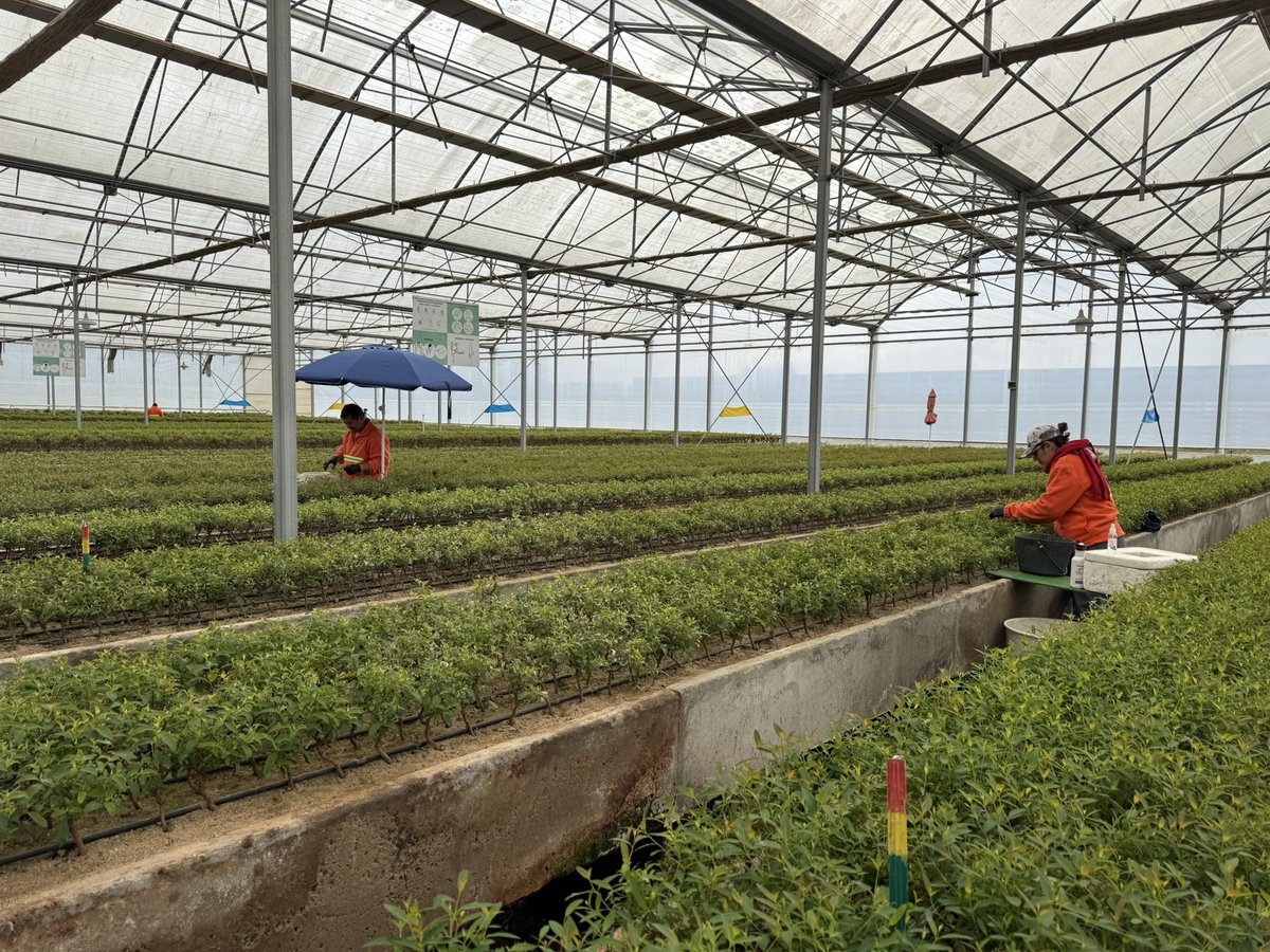 Carlos Daniel Camy tweet media