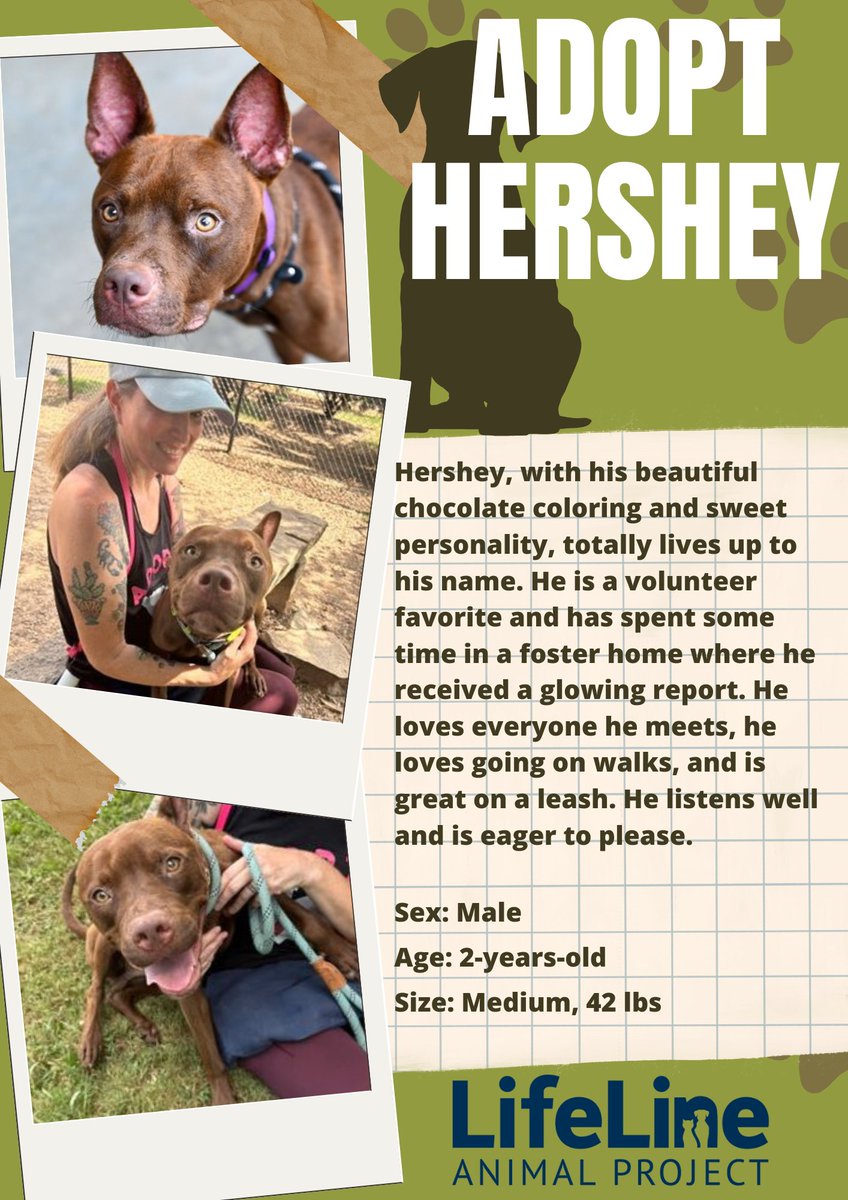 Chamblee GA (@chambleega) on Twitter photo Bring Hershey home and enjoy a bit of sweetness every day! <a href="/lifelineanimal/">LifeLine Animal Project</a>
#dogadoption Bring Hershey home and enjoy a bit of sweetness every day! <a href="/lifelineanimal/">LifeLine Animal Project</a>
#dogadoption