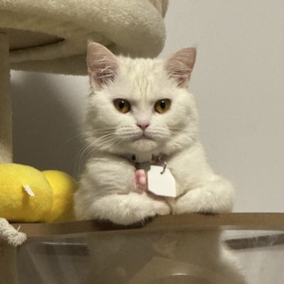 Gold Fire tweet media