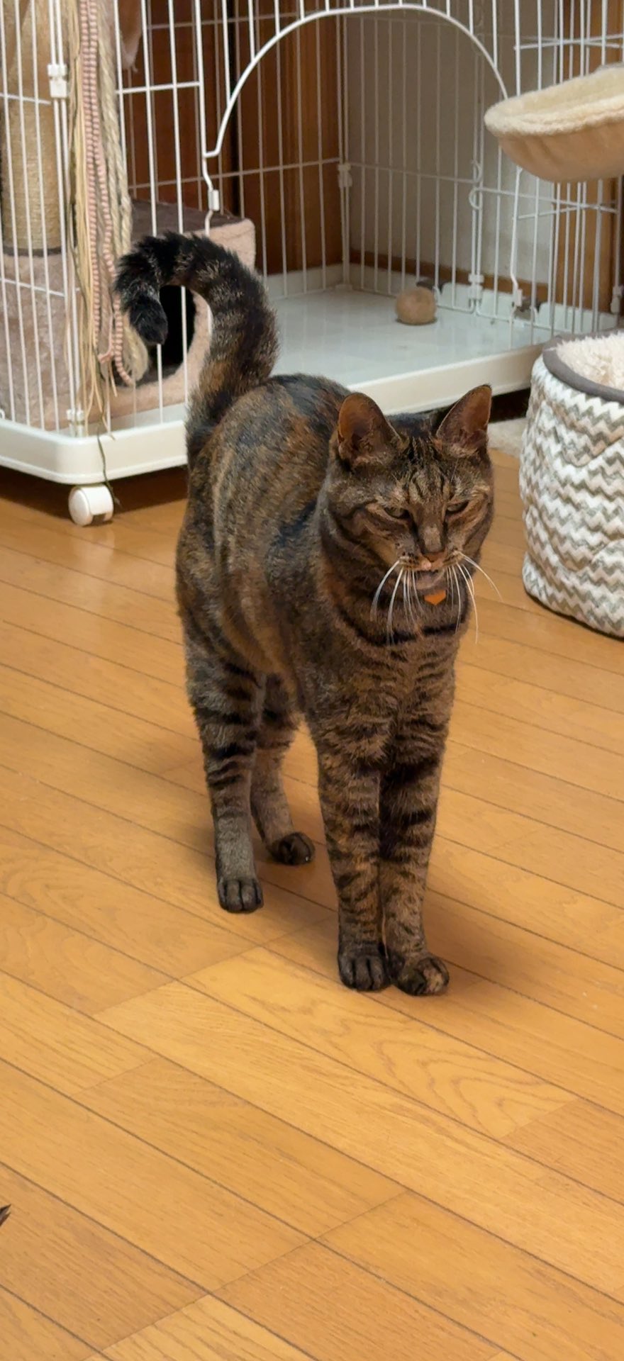 【中古】 チョコ猫で町は大騒ぎ/フリュー/ジョアンナ・カール まるが on X: 