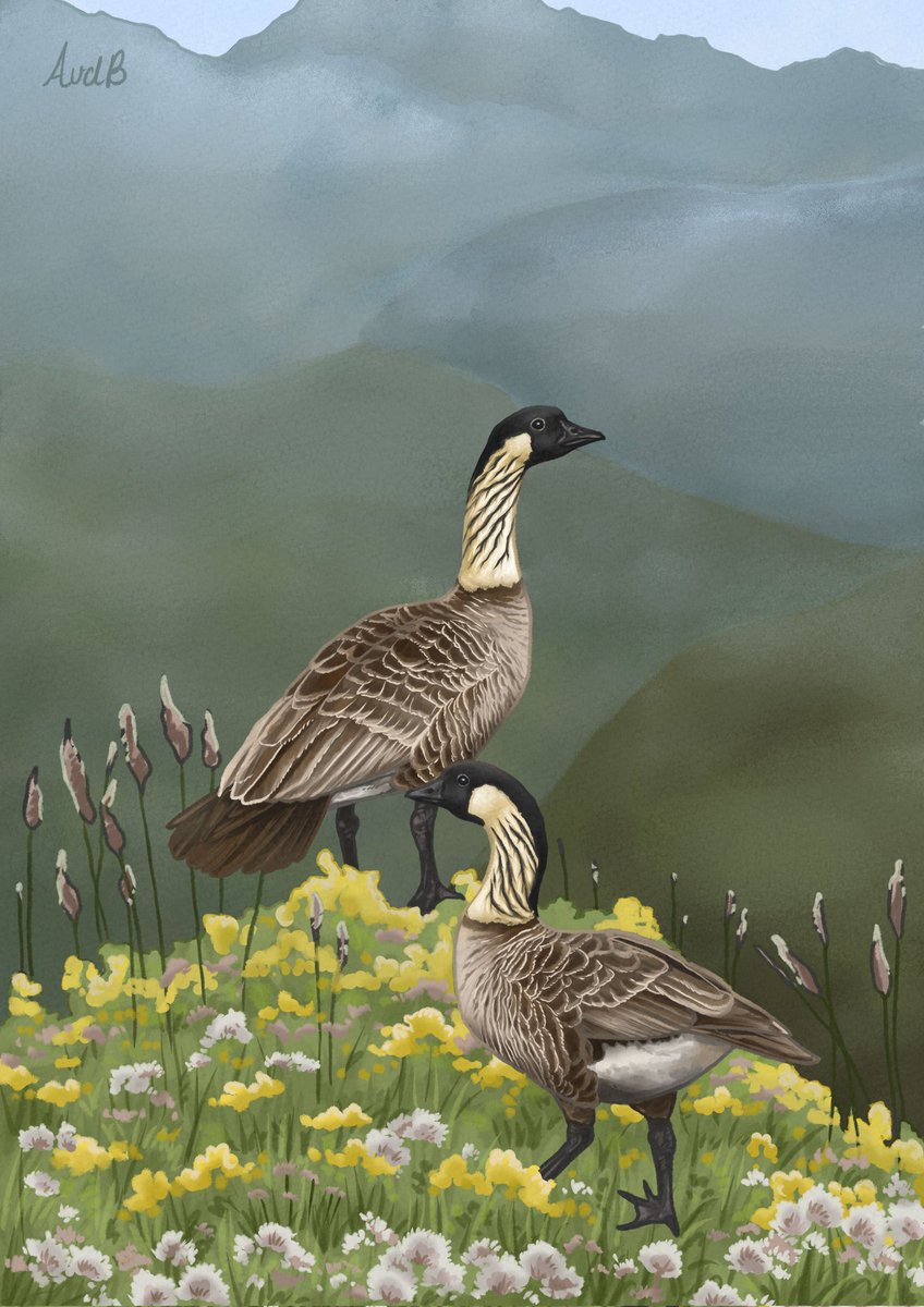 Day 20: Nēnē (Hawaiian Goose)
#avianaugust 
#avianaugust2025