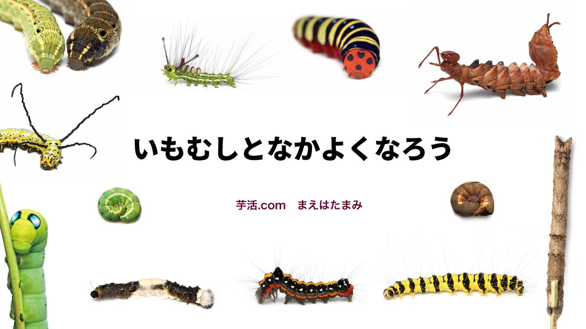 まみのすけ🐛 tweet media