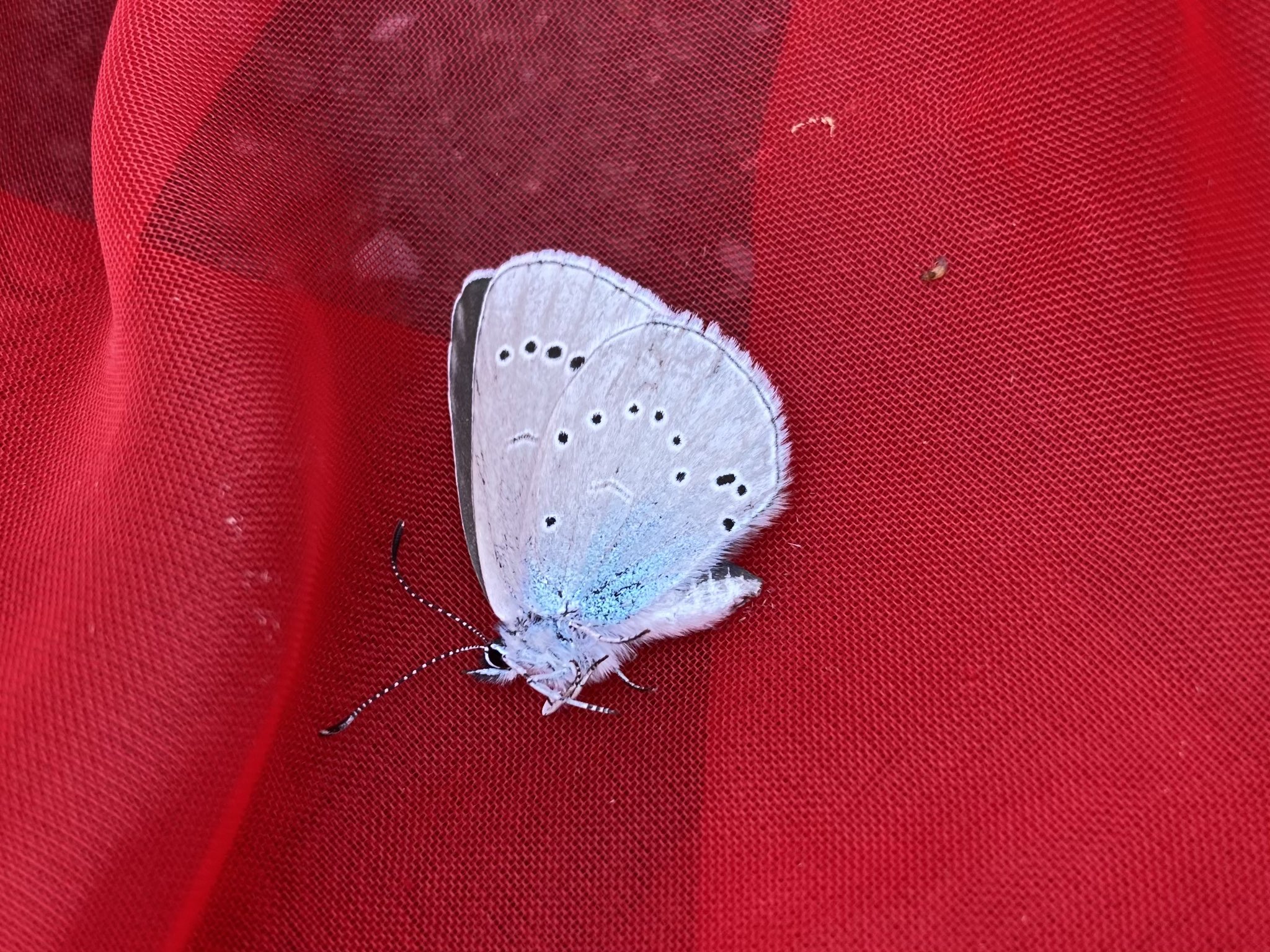 一切胸隔病癲癇病治之御秘符 イッサイキョウカクビョウテンカンビョウナオスノゴヒフ Seigo on X: 