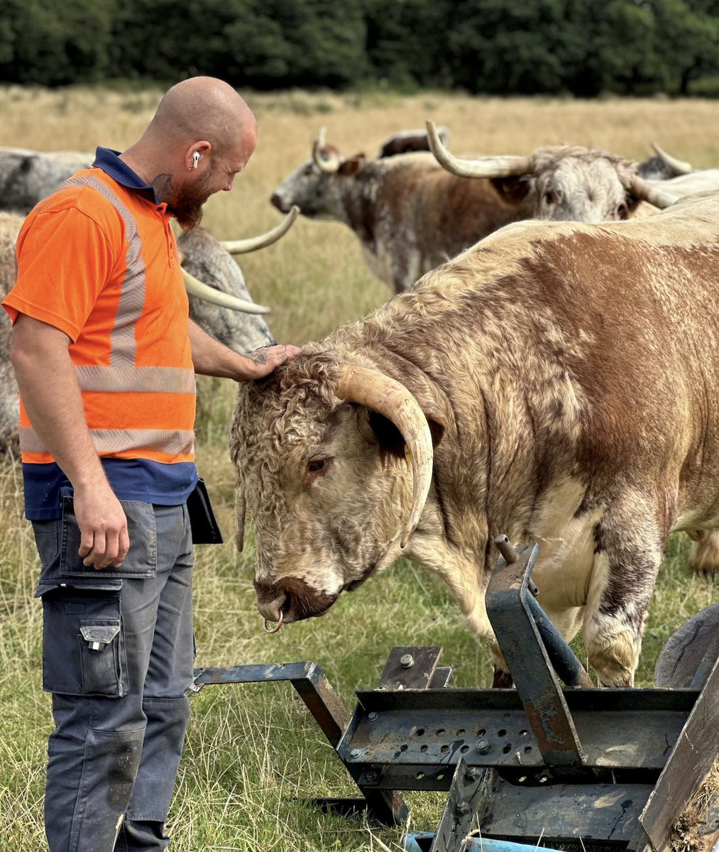 Say hello to Vanilla Ice 🐂
Our Landscape &amp; Environment Team Leader, Jamie Axton-Clements, snapped this on-site moment — and it became one of our winning entries in the Maydencroft nature photo competition.
🌿 Learn more: maydencroft.co.uk/our-services/2…