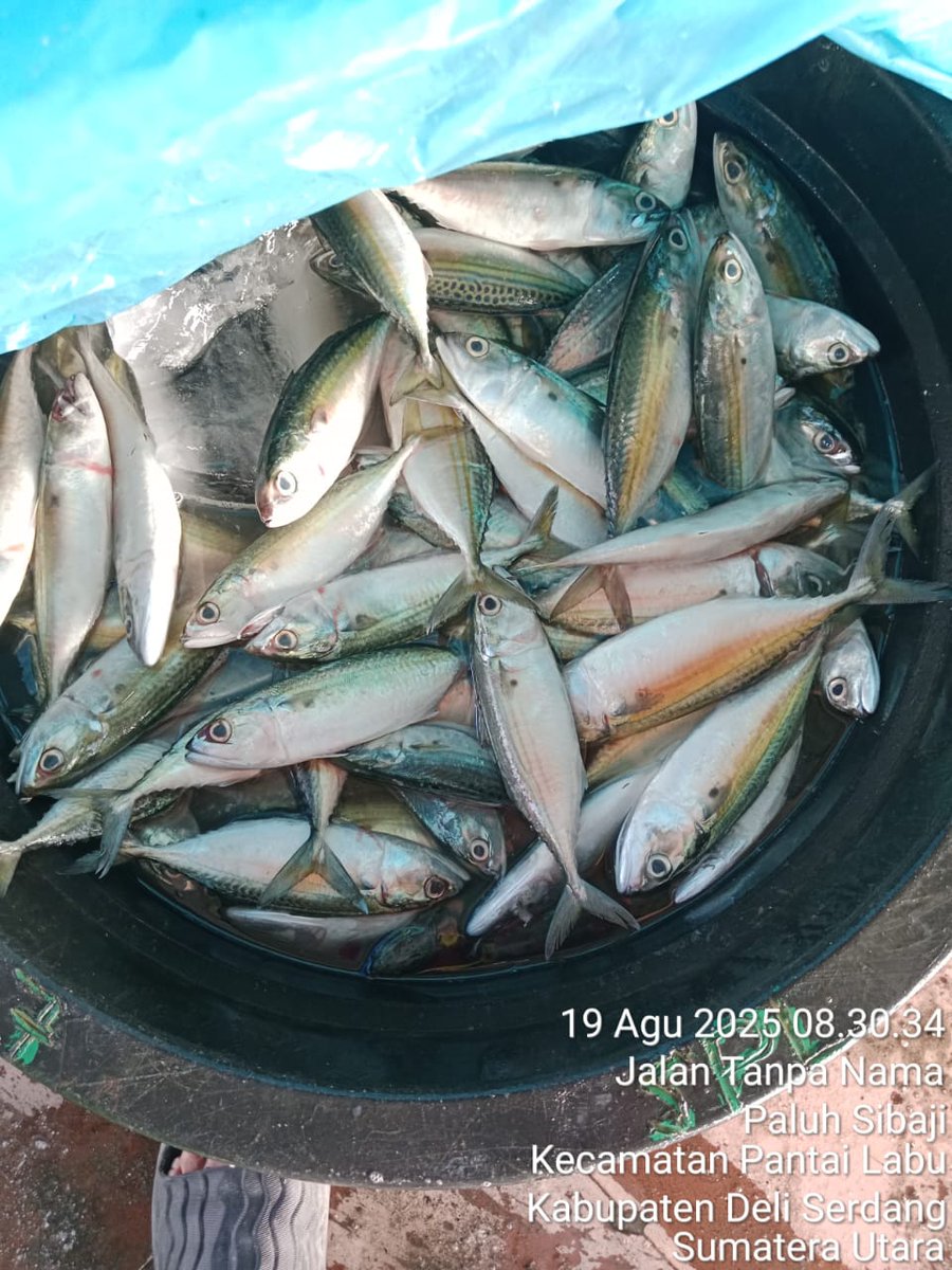 ELuhkan's tweet photo. Selasa (19/08/2025), EkoSantoso-LuhkanDeliSerdang, KUB Bagan Indah, TPI Pantai Labu#produksi tangkap ;  Kembung 8kg, Cincaro 18kg; Pari 3kg; harga lelang,#GiatLuhkanSatmingkalMedan#LuhLapor
#KabDeliSerdang
@bppsdm_bp3Medan
@pusluhkp
@bppsdm_kp https://t.co/9PC0NKul1M