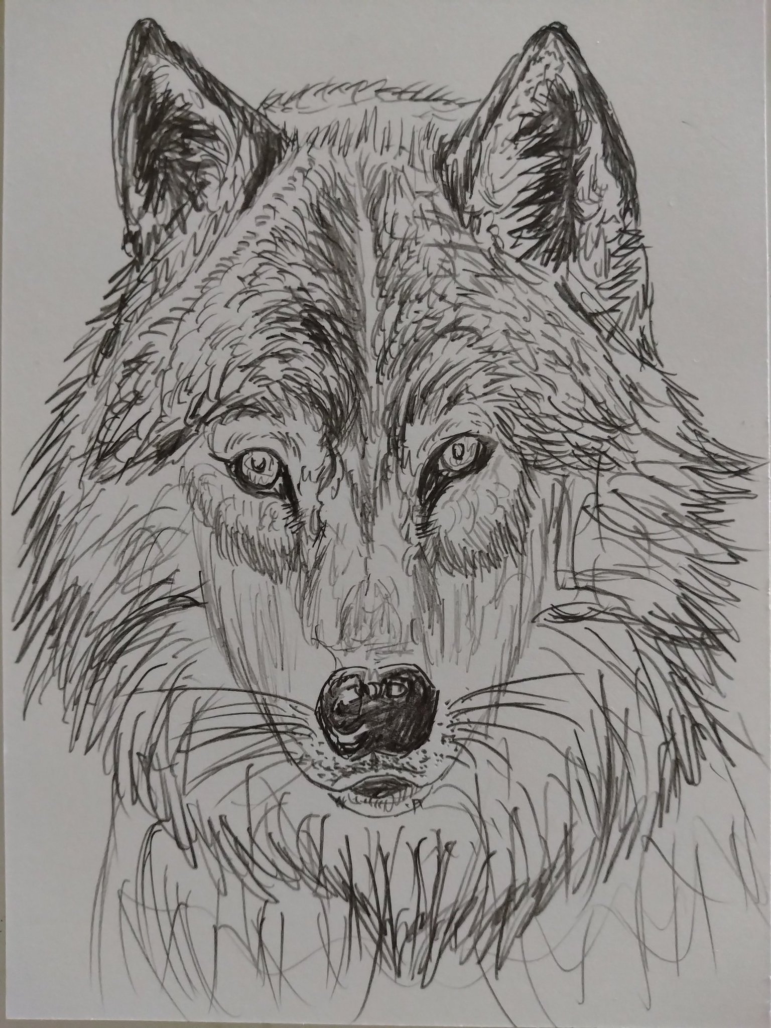 狼　鉛筆画 狼 鉛筆画 - メルカリ