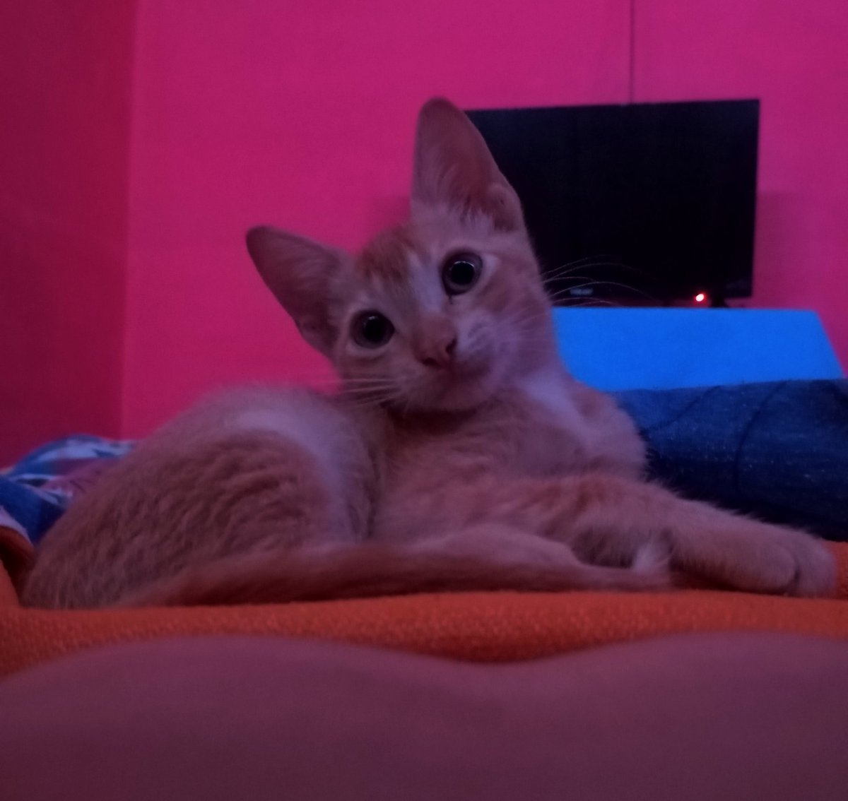 Lo sé, Somos Irresistibles bebé 😼