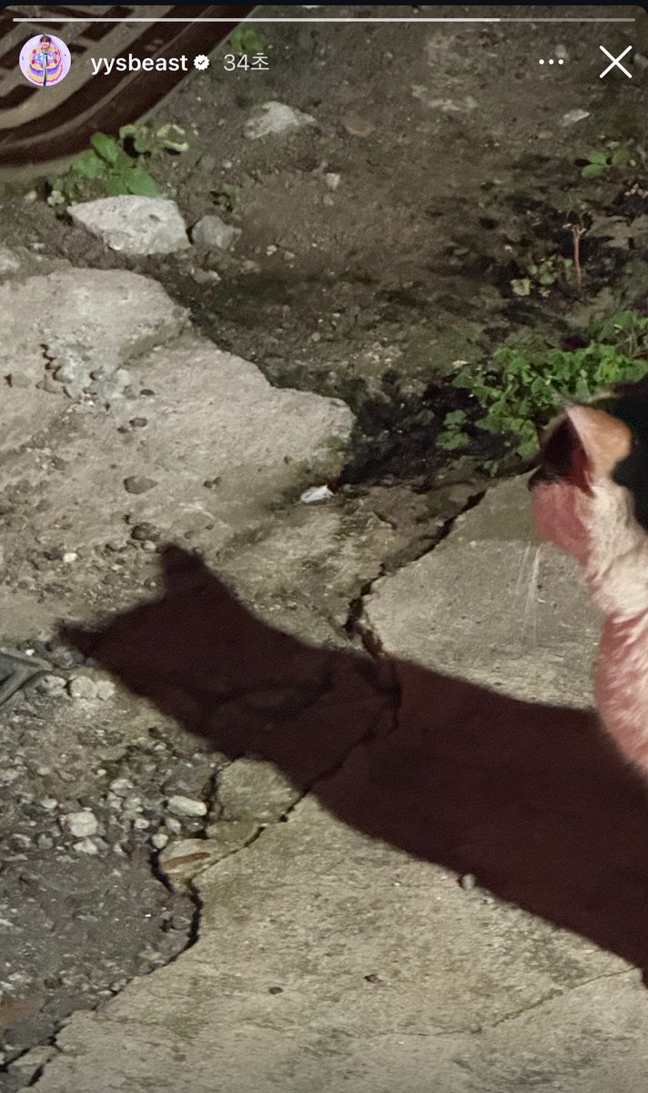 묘섭이?!