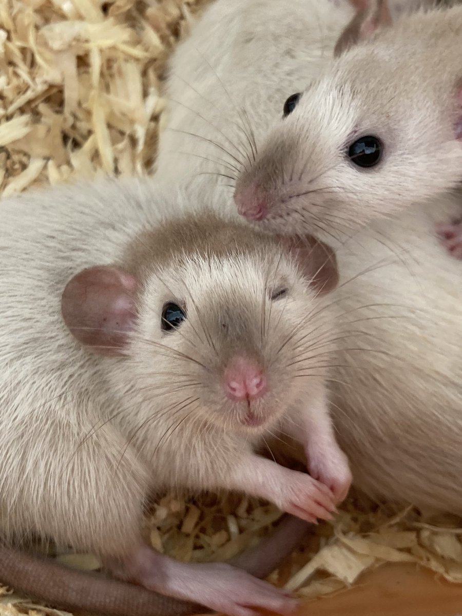 最高🤝🐀🐁👏