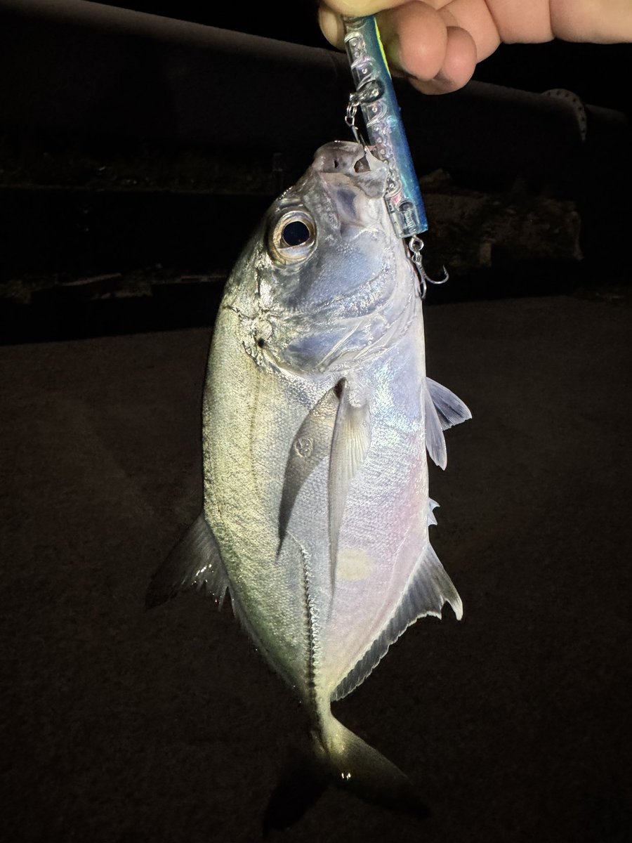 hirotora_818's tweet photo. YOASOBIFISHING💫
KeyBowフローティングで3連発✨
泡を噛ませたショートポップで呼び寄せる！
コンディションは全体的に良く無い中、良いサイズを連チャン出来たのはルアーパワーそのものですね👍
#KeyBow
#WILDLUERS
#SABIOevolución
#IRCT
#INXlabel https://t.co/WhqSZIO5UE