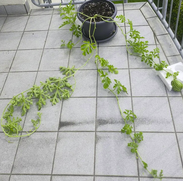 Hier mal die ganze pracht der Melonenpflanze :D