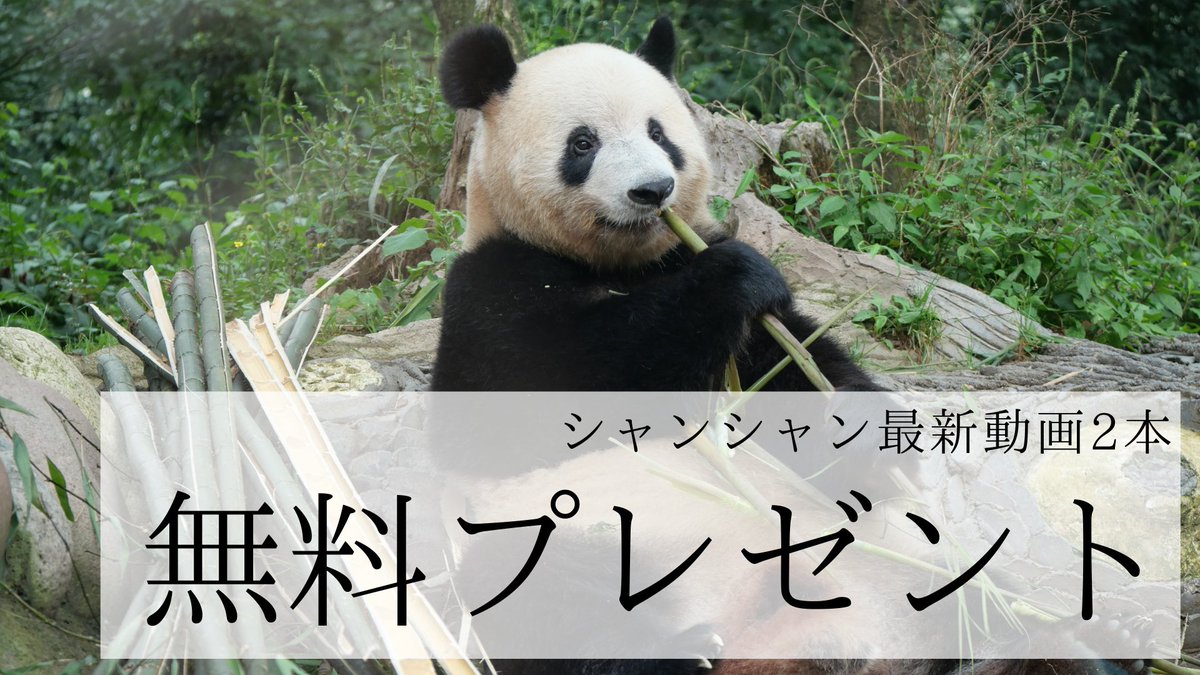 🎁【無料プレゼント】シャンシャンの最新動画🎁

雅安碧峰峡基地で撮影した、シャンシャンの「竹を食べている動画」と「おやつを食べている動画」の2本をまとめて希望者全員にプレゼントいたします。

フォロー&amp;このポストをリポストしてくれた方にDMにて送信させていただきます！