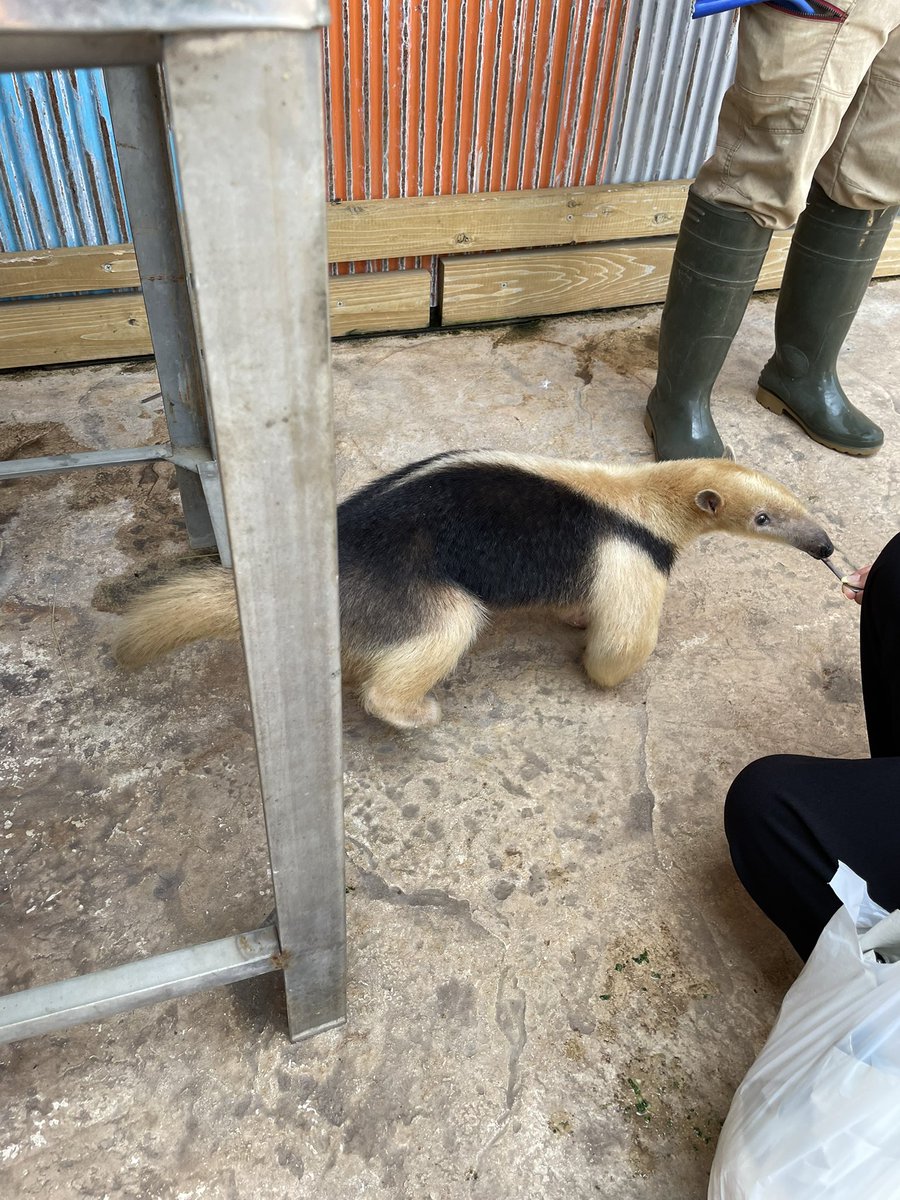 夏の動物園はヤバいな💦
子供もバテバテ💦
次は季節を考えて行こう！
#伊豆アニマルキングダム　#夏の動物園