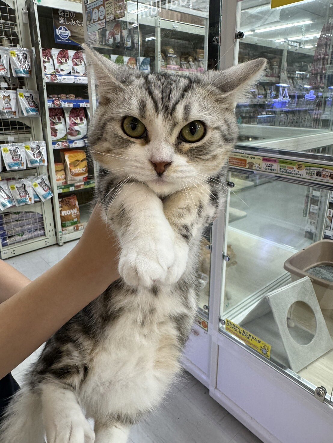 猫 Full of thrills!! I was surprised by the older cat enjoying