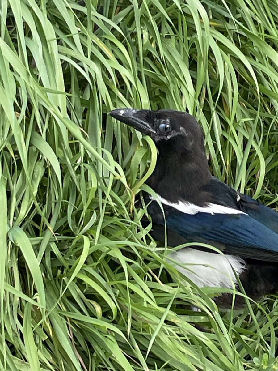 After serious deliberation, from multiple angles, Junior heads into the weeds…
#Magpies #Fearless