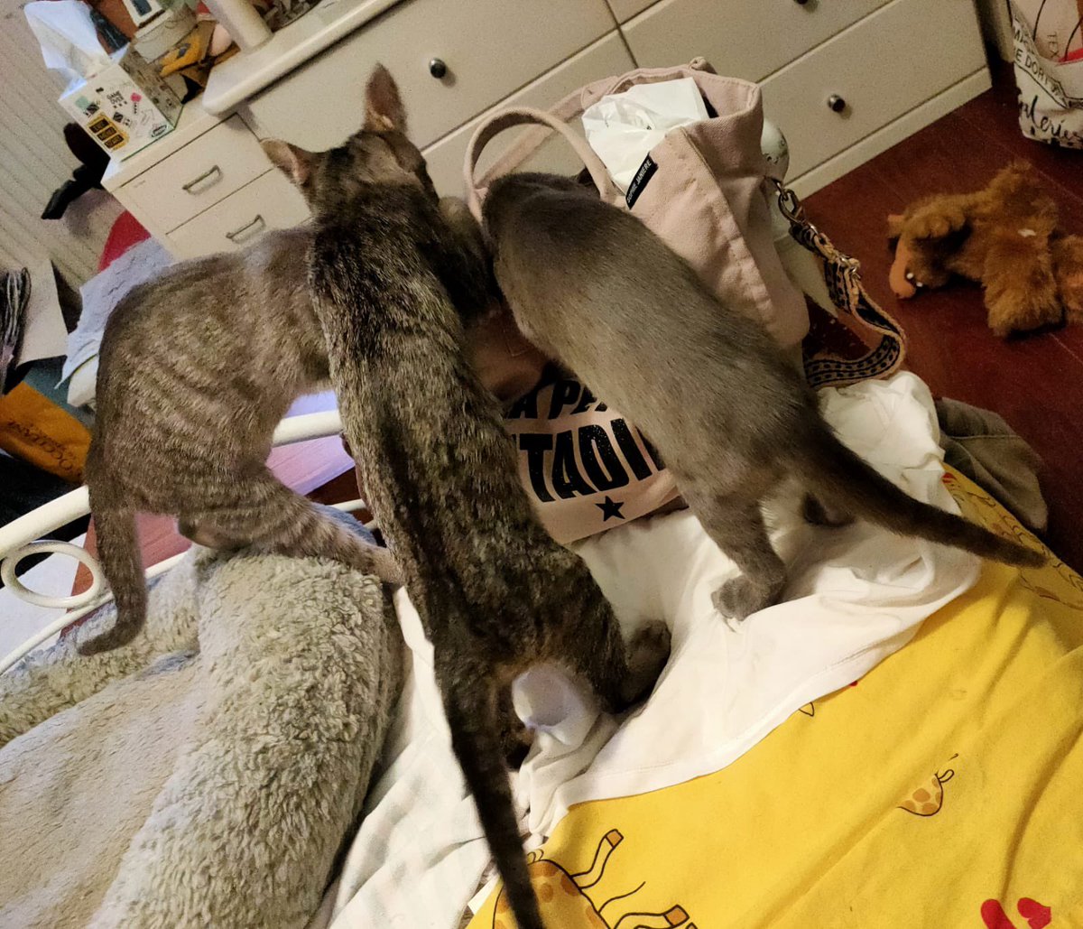 Association chats du bois de Vincennes et alentour (@collectif_bois) on Twitter photo BLA BLA CAT
Les 4 chipies sont adoptées et partent dans leur famille.
Elles ne retourneront plus jamais dans le bois de Vincennes. Elles vont ensuite être stérilisées et ne ferons jamais de chatons comme leur maman. <a href="/onevoiceanimal/">One Voice</a> <a href="/SavoirAnimal07/">Savoir Animal, Le Magazine des Animaux</a> <a href="/FIFI728657/">FIFI728657.bsky.social</a> <a href="/AuCoeurAnimaux/">Au coeur des animaux</a> BLA BLA CAT
Les 4 chipies sont adoptées et partent dans leur famille.
Elles ne retourneront plus jamais dans le bois de Vincennes. Elles vont ensuite être stérilisées et ne ferons jamais de chatons comme leur maman. <a href="/onevoiceanimal/">One Voice</a> <a href="/SavoirAnimal07/">Savoir Animal, Le Magazine des Animaux</a> <a href="/FIFI728657/">FIFI728657.bsky.social</a> <a href="/AuCoeurAnimaux/">Au coeur des animaux</a>