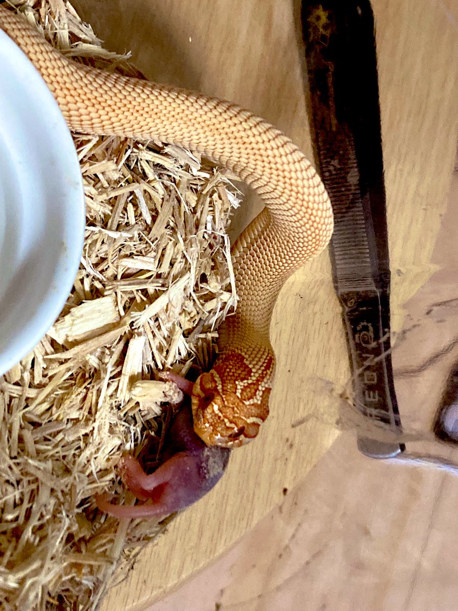 今日はベビおへぶの給餌day！

食べれるからってピンマMあげてたけど💩の調子がいまいちそうなのでSにレプラーゼまぶしてあげた。

海外の動画見るとピンマにカルシウム剤をダスティングしてるので今のセオリーなのかな？うちでも真似してみよう😆
#シシバナヘビ