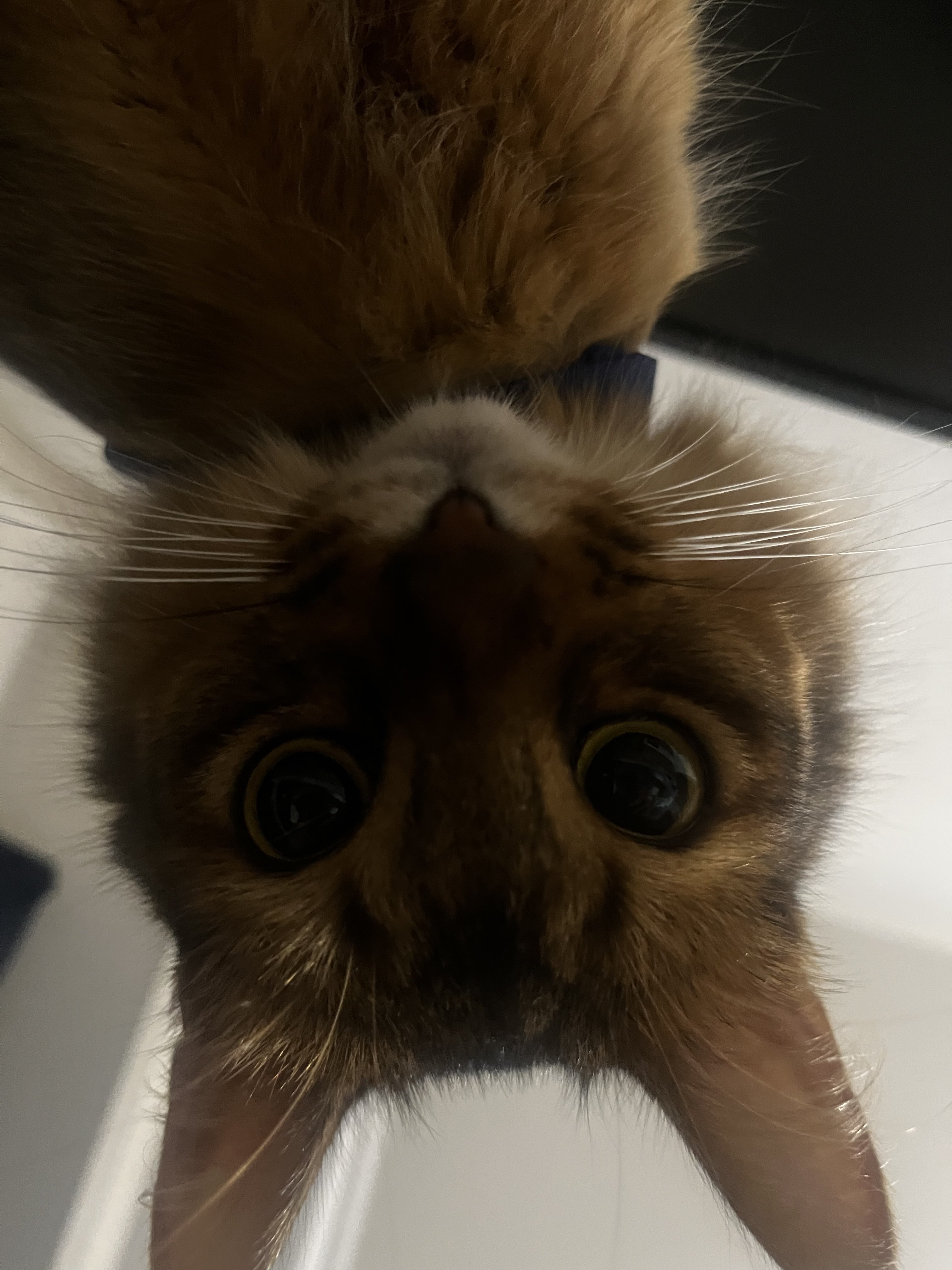 にゃぱねっと♂ (@288os) / X