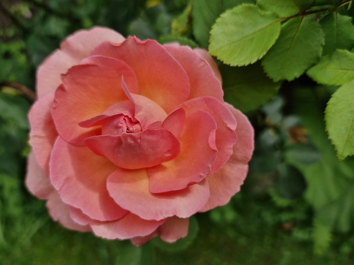 Rose "Heide Simonis". Duftende nordische Schönheit in lachsfarbenem Pink. In Erinnerung an eine aufrechte Sozialdemokratin.