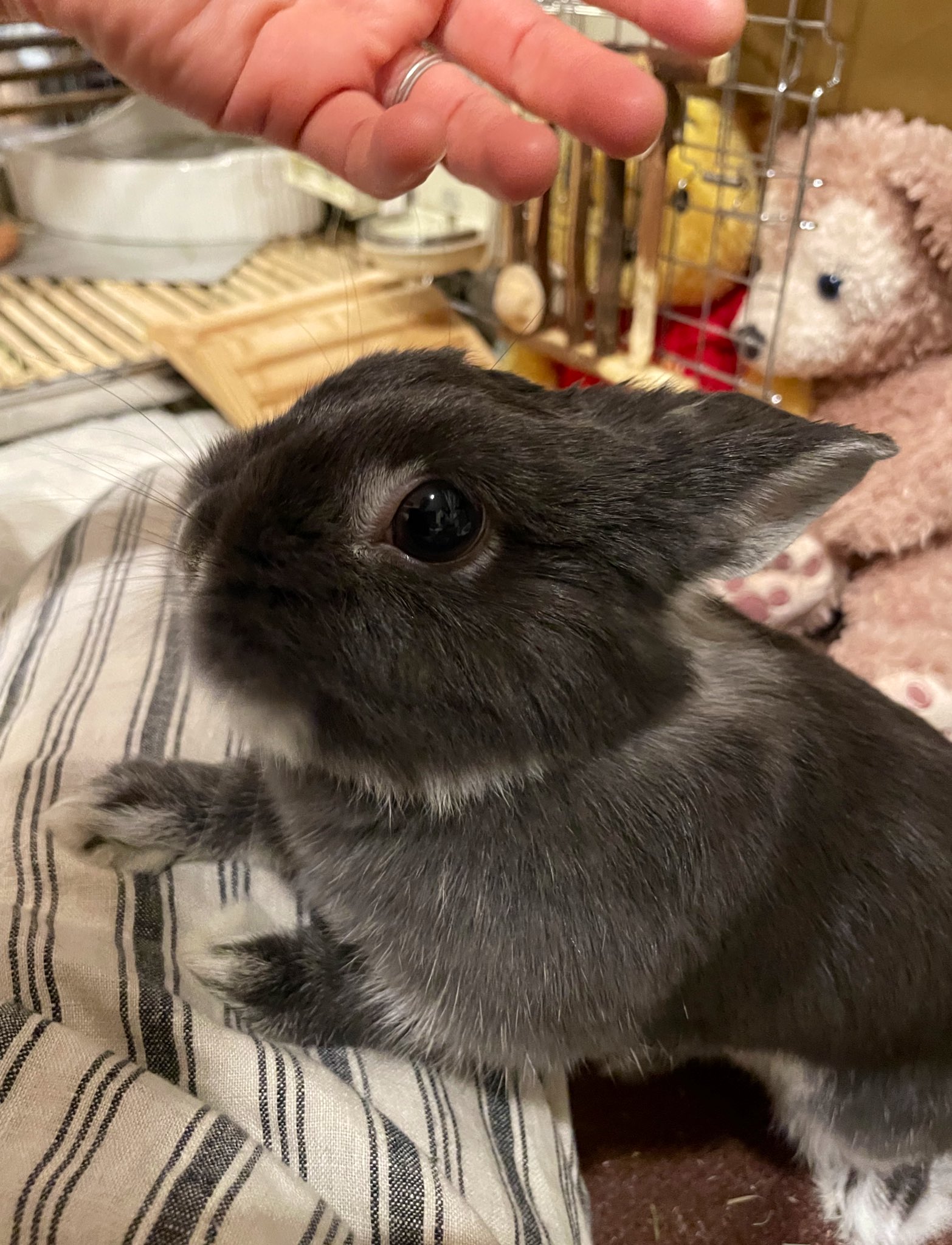 うさぎ_(・×・_∪⌒)ο うさぎのうに🐰 on X: 