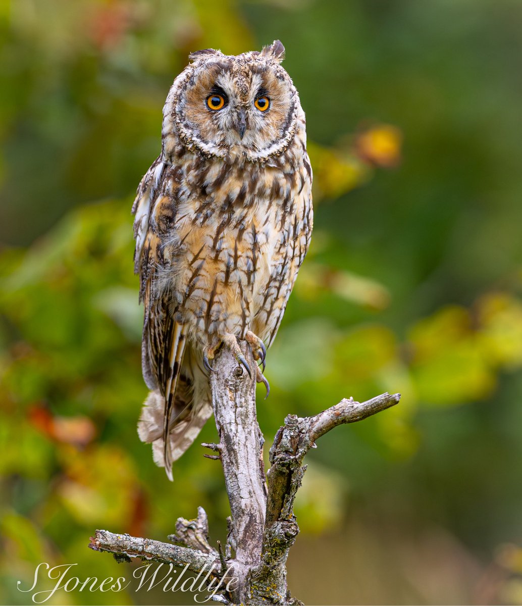 sjoneswildlife's tweet photo. Long eared owl this morning https://t.co/msujK1JCtu