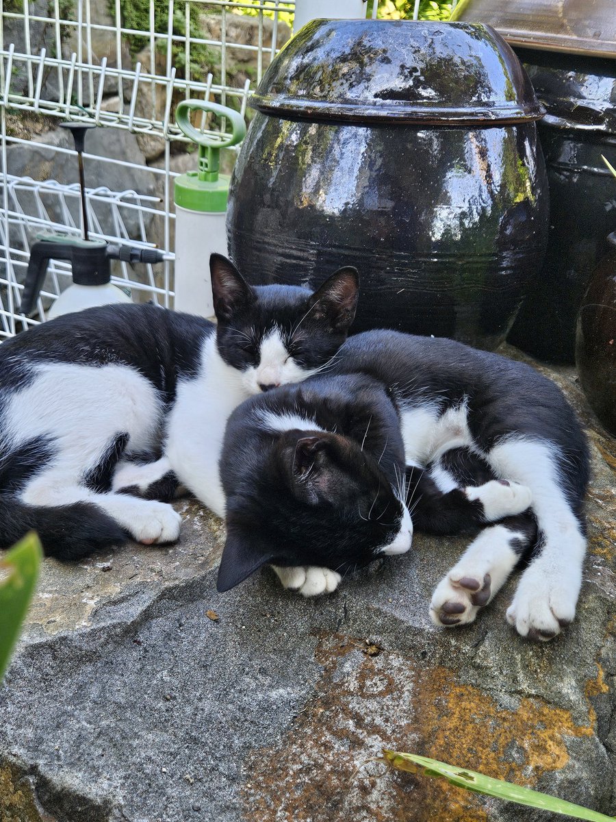 cutewarmkitty's tweet photo. 항상 붙어있는(물도 가끔 같이마시는) 오레오 쿠키🤍🍪🖤

5.1 출생 팔공산 고양이 오레오 쿠키 형제의 평생 가족을 찾아요🐈‍⬛ https://t.co/DNqGLuVz6E