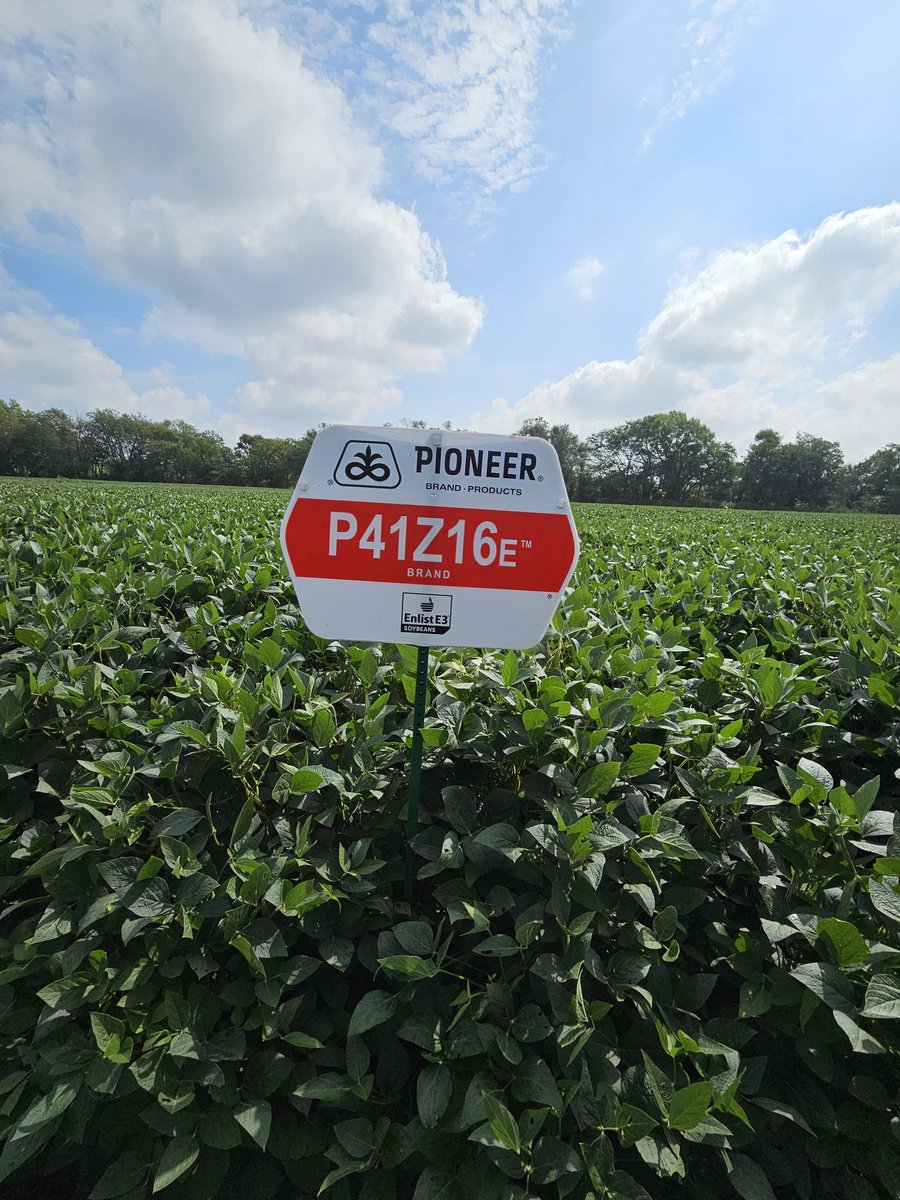 Greg Carpenter (@cowboycubby) on Twitter photo Sterling, NE. P41Z16E <a href="/PioneerSeeds/">Pioneer Seeds U.S.</a> High Yielding 4.1 maturity soybean. Solid agronomics with a wide canopy for quick row closure. Strong emergence and harvest standability. <a href="/DeanSeeds_Jeff/">Jeff Dean</a> <a href="/crank1n3/">Casey Rankin</a> Sterling, NE. P41Z16E <a href="/PioneerSeeds/">Pioneer Seeds U.S.</a> High Yielding 4.1 maturity soybean. Solid agronomics with a wide canopy for quick row closure. Strong emergence and harvest standability. <a href="/DeanSeeds_Jeff/">Jeff Dean</a> <a href="/crank1n3/">Casey Rankin</a>