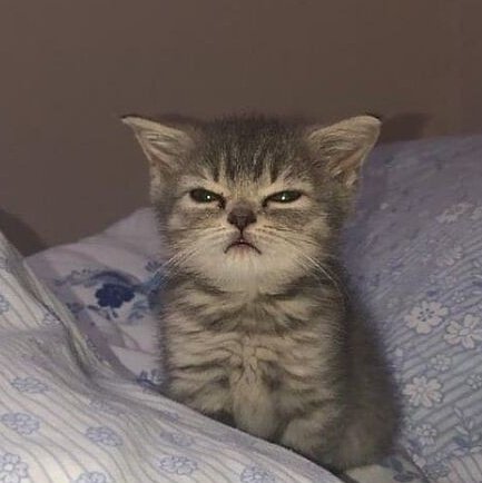 gwenchanadoh's tweet photo. 😾😾😾 https://t.co/VRN8FLHENv