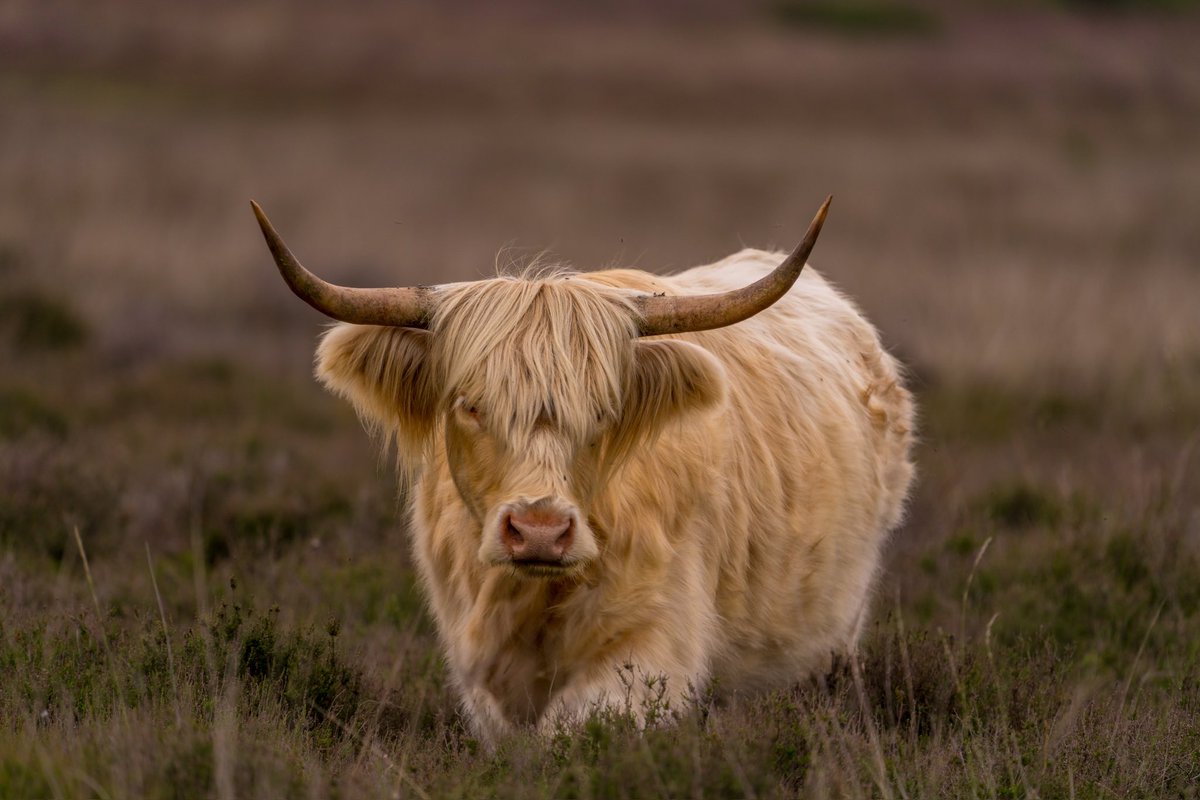 <a href="/BuienRadarNL/">Buienradar</a> Ff bij mijn harige vrienden op de mooie paars gekleurde Heide geweest vanmorgen 👁👁.  Ze waren blij mij te zien……

John Oomen.
Hilversum