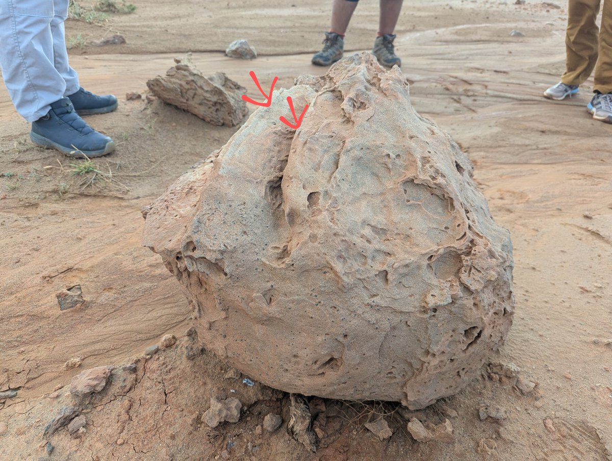 竜脚類の足跡🦕🐾
この辺に爪のあとがあるよ！