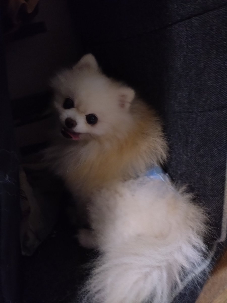 椅子の間にかくれんぼ🐶
狭い所が落ち着くみたいです☺

尋常じゃない暑さが続いてますが、熱中症に気を付けて過ごしてください。
ワンちゃんいる方はお散歩は早朝か夜にお願いします。