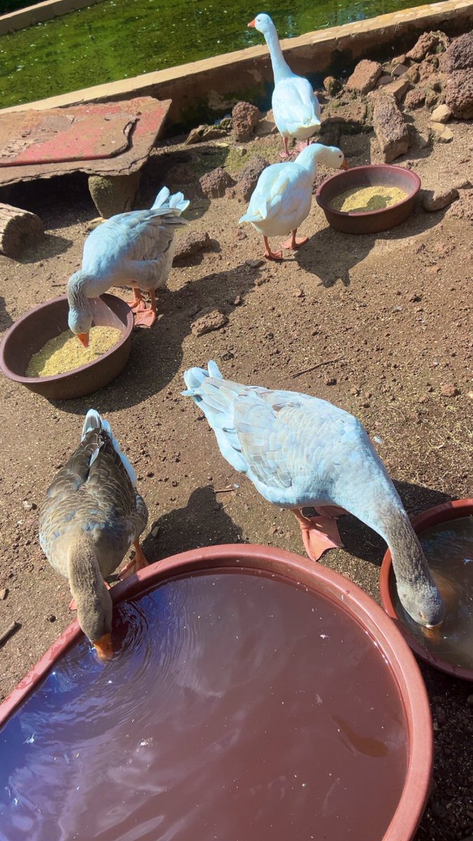 niya🤍🇧🇫 (@leylakorgo) on Twitter photo 