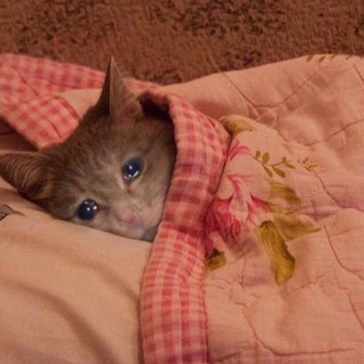 My guy has just asked me whether I got my Canadian sugar mummy from tamale and sons since it's the only place with Canadian used things are sold from 😹