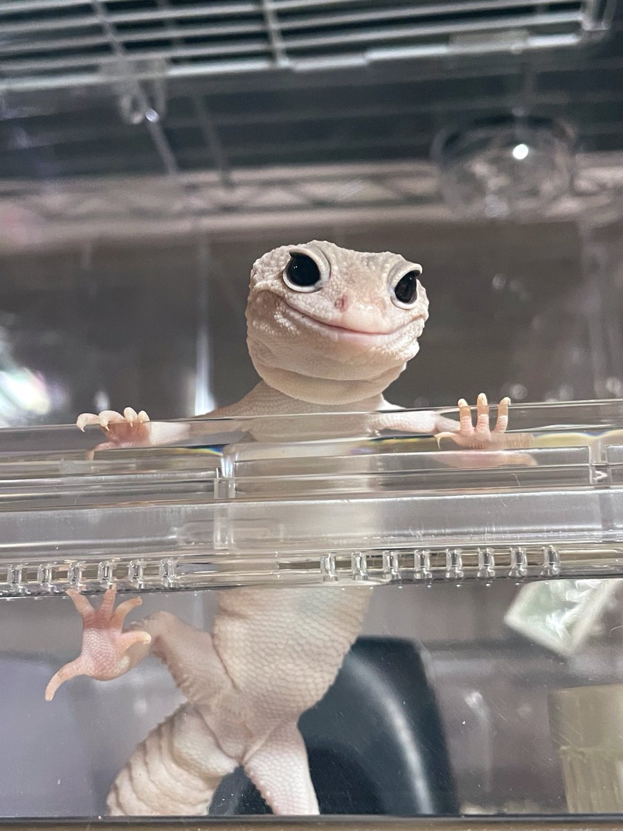 taohachu's tweet photo. 😜⇒😏

Ofaniel #leopardgeckos https://t.co/QmX6WgxihC