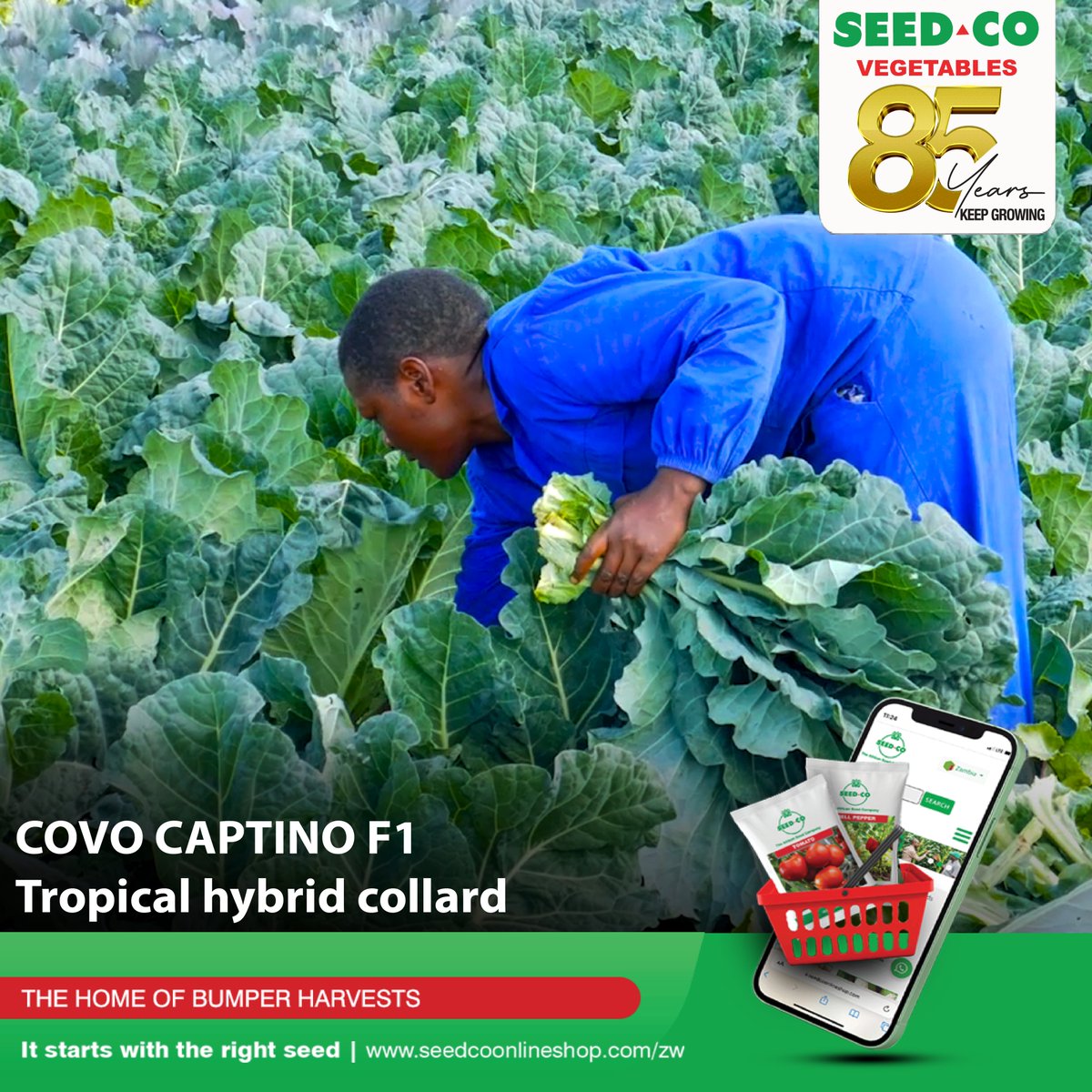 ✅Long harvesting period: 8+ months.
✅High bolting tolerance across all production seasons.
✅Blueish green semi-savoy leaves.
✅Excellent keeping quality :3-5 days after harvesting depending on the temperatures of the day

#ItStartsWithTheRightSeed 
#seedcovegzim