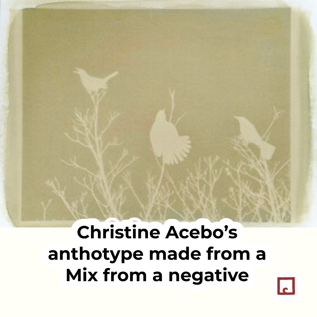 alternativephot's tweet image. #Anthotypes: negative or positive?
Usually made with positives, but some emulsions (often berries) "flip" to negatives:
👉 alternativephotography.com/negative-antho…

Started your entry for #WorldAnthotypeDay yet? 
👉 alternativephotography.com/world-anthotyp…

#altphoto