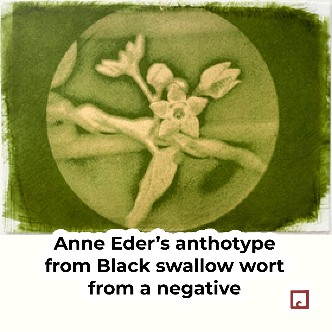 alternativephot's tweet image. #Anthotypes: negative or positive?
Usually made with positives, but some emulsions (often berries) "flip" to negatives:
👉 alternativephotography.com/negative-antho…

Started your entry for #WorldAnthotypeDay yet? 
👉 alternativephotography.com/world-anthotyp…

#altphoto