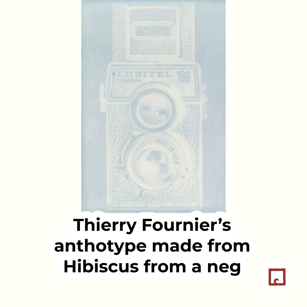 alternativephot's tweet image. #Anthotypes: negative or positive?
Usually made with positives, but some emulsions (often berries) "flip" to negatives:
👉 alternativephotography.com/negative-antho…

Started your entry for #WorldAnthotypeDay yet? 
👉 alternativephotography.com/world-anthotyp…

#altphoto