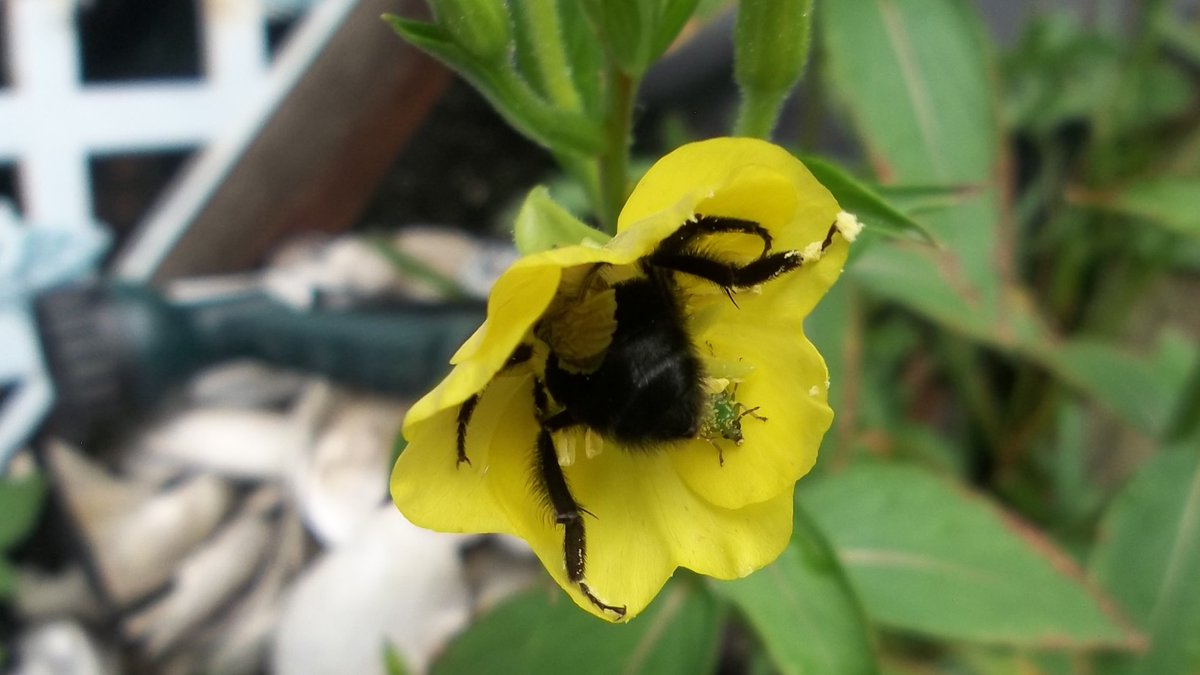 δαιμονίας ὑπερβολῆς (@strophariad) on Twitter photo 