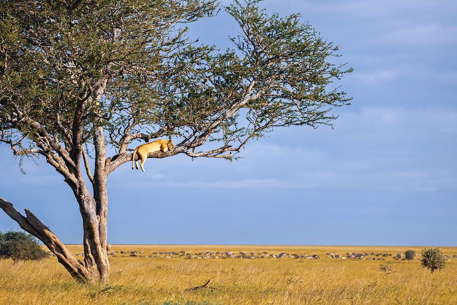 Joan Carroll (@joancarroll) on Twitter photo Lion Sleeping in a Tree Tanzania Africa! buff.ly/yxqpp54 #lion #sleeping #savannah #plains #tree #Africa #tanzania #Travel #travelphotography #giftideas <a href="/joancarroll/">Joan Carroll</a> Lion Sleeping in a Tree Tanzania Africa! buff.ly/yxqpp54 #lion #sleeping #savannah #plains #tree #Africa #tanzania #Travel #travelphotography #giftideas <a href="/joancarroll/">Joan Carroll</a>