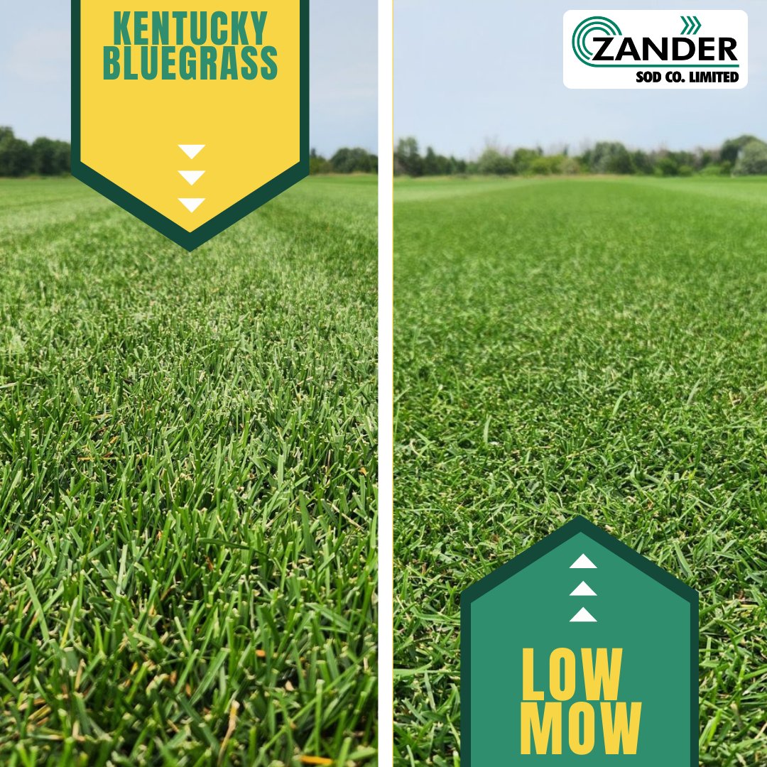 What's the difference? For Low Mow Bluegrass, we take our #1 Kentucky Bluegrass sod and slowly step it down to a shorter height. We do the work for you and condition it to thrive.

Visit l8r.it/FXIR to see what applications Low Mow Bluegrass is best suited for.