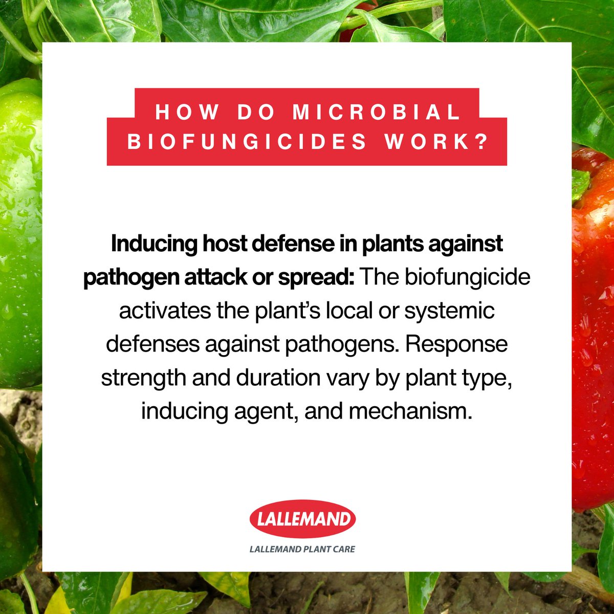 What modes of action (MOA) do microbial biofungicides follow to protect plants against damaging fungal pathogens? Learn more in our k-center article.

ow.ly/irQh50WFBim