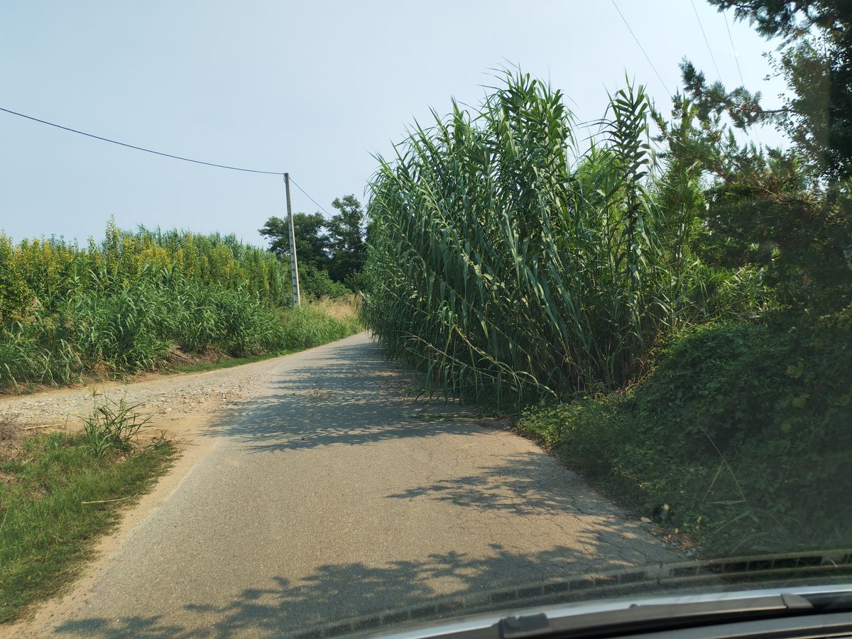 Bep Cabré tweet media