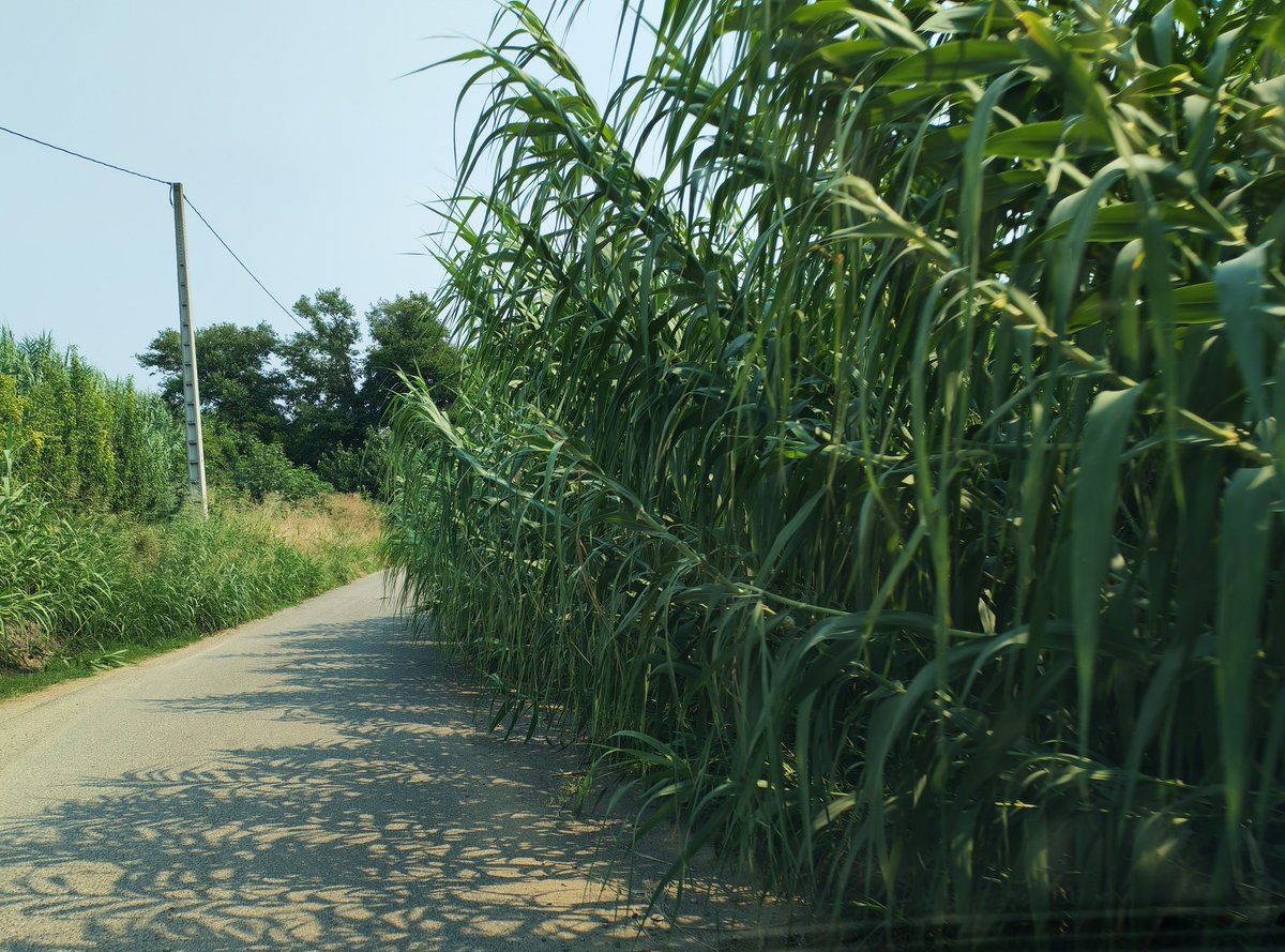 Bep Cabré tweet media