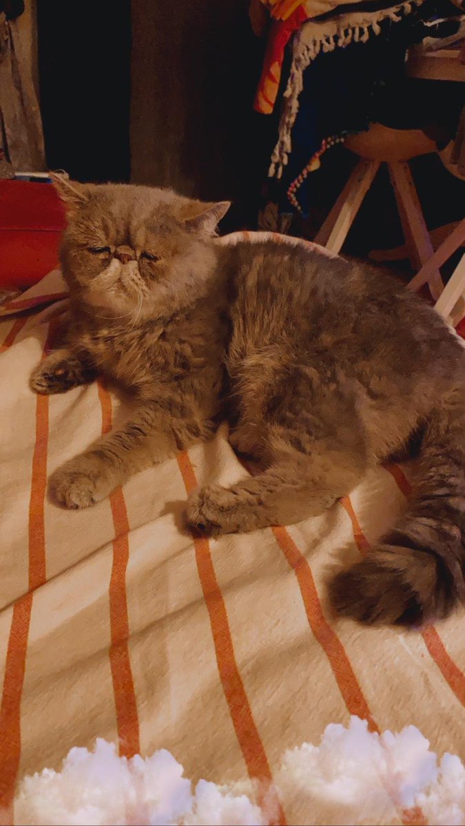 Situro 💛🦌 tweet media