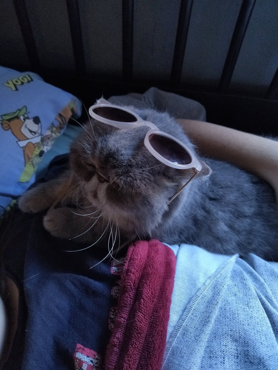 Situro 💛🦌 tweet media