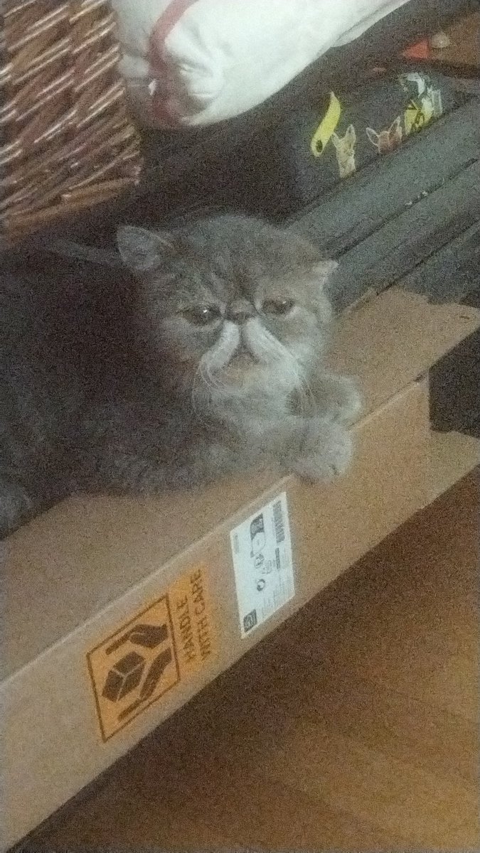 Situro 💛🦌 tweet media